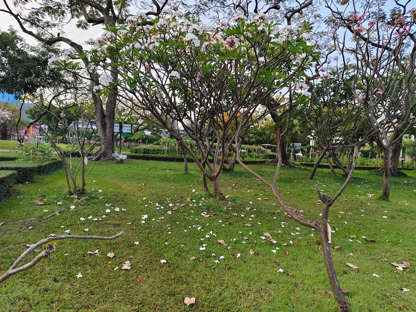 ภาพจริงของ สำนักงานสวนสมเด็จพระนางเจ้าสิริกิติ์ฯ ย่านจตุจักร จาก Google Maps