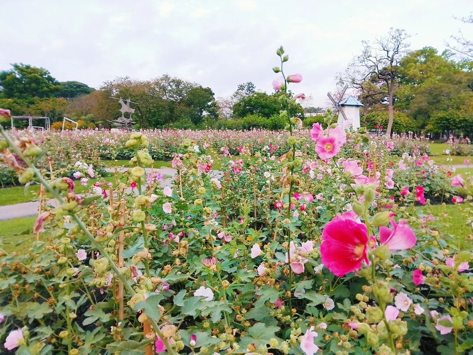 ภาพจริงของ สวนจตุจักร ย่านจตุจักร จาก Google Maps (รูปที่ 4)